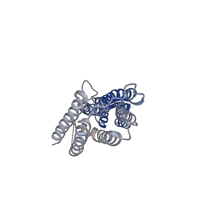 28882_8f6f_B_v1-0
Cryo-EM structure of a Zinc-loaded D51A mutant of the YiiP-Fab complex