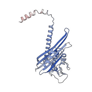 28933_8f8q_H_v1-1
Cryo-EM structure of the CapZ-capped barbed end of F-actin