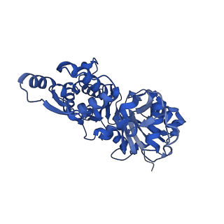 28934_8f8r_B_v1-1
Cryo-EM structure of the free barbed end of F-actin