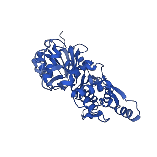28934_8f8r_C_v1-1
Cryo-EM structure of the free barbed end of F-actin