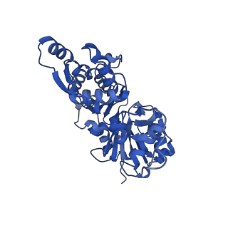 28934_8f8r_D_v1-1
Cryo-EM structure of the free barbed end of F-actin