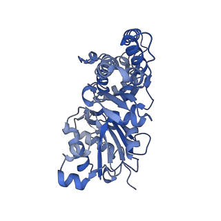 28935_8f8s_E_v1-1
Cryo-EM structure of the free pointed end of F-actin