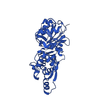 28936_8f8t_F_v1-1
Cryo-EM structure of the Tropomodulin-capped pointed end of F-actin