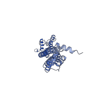 31489_7f8j_G_v1-2
Cryo-EM structure of human pannexin-1 in a nanodisc