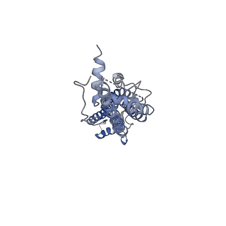 31490_7f8n_A_v1-2
Human pannexin-1 showing a conformational change in the N-terminal domain and blocked pore