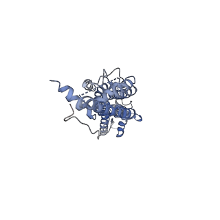 31490_7f8n_B_v1-2
Human pannexin-1 showing a conformational change in the N-terminal domain and blocked pore