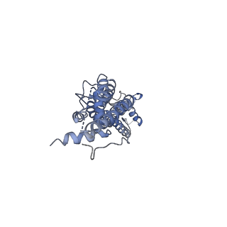 31490_7f8n_C_v1-2
Human pannexin-1 showing a conformational change in the N-terminal domain and blocked pore