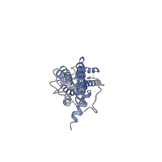 31490_7f8n_D_v1-2
Human pannexin-1 showing a conformational change in the N-terminal domain and blocked pore
