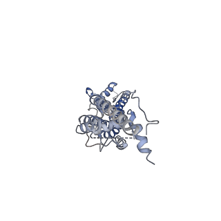 31490_7f8n_E_v1-2
Human pannexin-1 showing a conformational change in the N-terminal domain and blocked pore