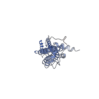 31490_7f8n_F_v1-2
Human pannexin-1 showing a conformational change in the N-terminal domain and blocked pore