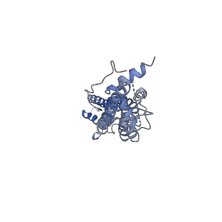 31490_7f8n_G_v1-2
Human pannexin-1 showing a conformational change in the N-terminal domain and blocked pore