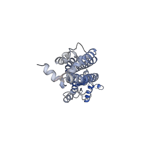 31491_7f8o_A_v1-2
Cryo-EM structure of the C-terminal deletion mutant of human PANX1 in a nanodisc