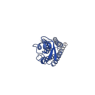 31495_7f92_E_v1-2
Structure of connexin43/Cx43/GJA1 gap junction intercellular channel in LMNG/CHS detergents at pH ~8.0