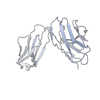 31502_7fae_g_v1-1
S protein of SARS-CoV-2 in complex bound with P36-5D2(state2)