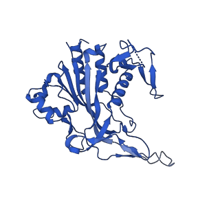 28980_8fcj_D_v1-3
Cryo-EM structure of Cascade-DNA (P23) complex in type I-B CAST system