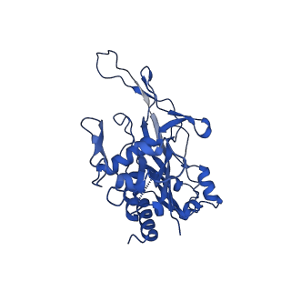 28980_8fcj_H_v1-3
Cryo-EM structure of Cascade-DNA (P23) complex in type I-B CAST system