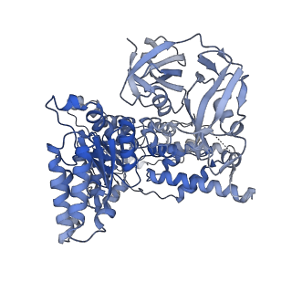28992_8fct_A_v1-3
Cryo-EM structure of p97:UBXD1 lariat mutant