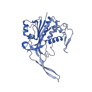 28993_8fcu_C_v1-3
Cryo-EM structure of Cascade-DNA-TniQ-TnsC complex in type I-B CAST system