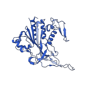 28993_8fcu_D_v1-3
Cryo-EM structure of Cascade-DNA-TniQ-TnsC complex in type I-B CAST system