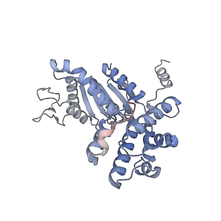 28997_8fcw_R_v1-3
Cryo-EM structure of TnsC-DNA complex in type I-B CAST system