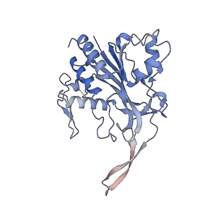 29040_8ff5_C_v1-3
Cryo-EM structure of Cascade-DNA-fullRloop in type I-B CAST system
