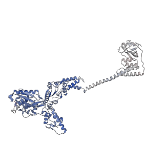 31607_7fiz_C_v1-0
Processive cleavage of substrate at individual proteolytic active sites of the Lon protease complex (conformation 3)
