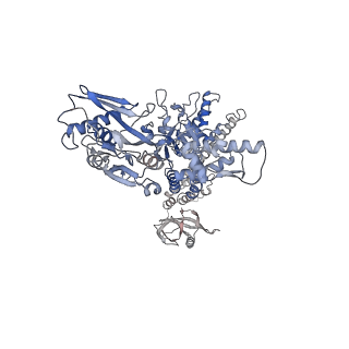 31607_7fiz_D_v1-0
Processive cleavage of substrate at individual proteolytic active sites of the Lon protease complex (conformation 3)