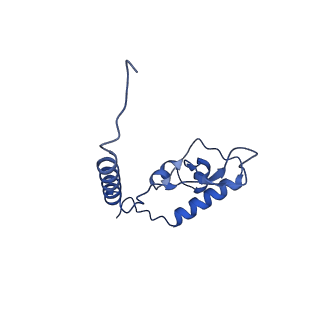 29253_8fkq_L6_v1-1
Human nucleolar pre-60S ribosomal subunit (State A2)