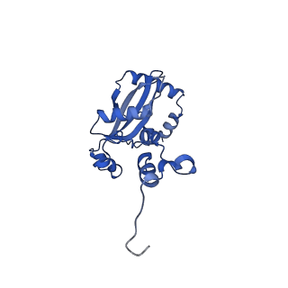 29253_8fkq_L9_v1-1
Human nucleolar pre-60S ribosomal subunit (State A2)