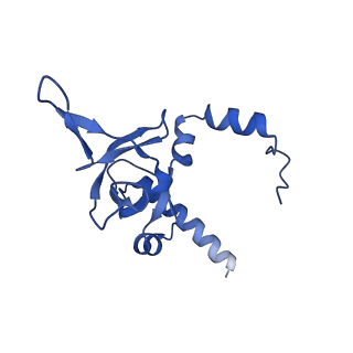 29253_8fkq_LI_v1-1
Human nucleolar pre-60S ribosomal subunit (State A2)