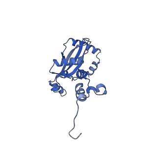 29256_8fkt_L9_v1-1
Human nucleolar pre-60S ribosomal subunit (State C1)