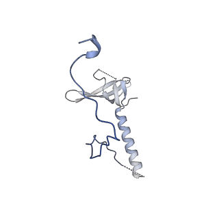 29256_8fkt_LE_v1-1
Human nucleolar pre-60S ribosomal subunit (State C1)