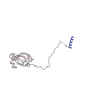 29256_8fkt_LH_v1-1
Human nucleolar pre-60S ribosomal subunit (State C1)