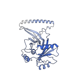 29256_8fkt_NS_v1-1
Human nucleolar pre-60S ribosomal subunit (State C1)