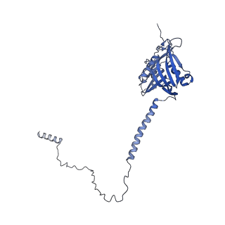 29256_8fkt_SO_v1-1
Human nucleolar pre-60S ribosomal subunit (State C1)
