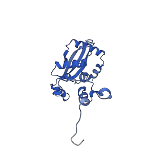 29257_8fku_L9_v1-1
Human nucleolar pre-60S ribosomal subunit (State C2)