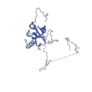 29257_8fku_SC_v1-1
Human nucleolar pre-60S ribosomal subunit (State C2)