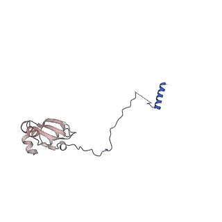 29259_8fkw_LH_v1-2
Human nucleolar pre-60S ribosomal subunit (State D2)