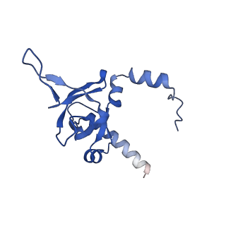 29259_8fkw_LI_v1-2
Human nucleolar pre-60S ribosomal subunit (State D2)