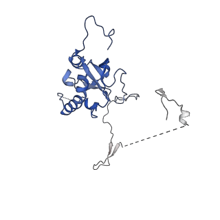 29259_8fkw_SC_v1-2
Human nucleolar pre-60S ribosomal subunit (State D2)