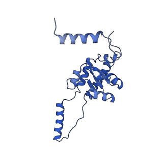 29259_8fkw_SE_v1-2
Human nucleolar pre-60S ribosomal subunit (State D2)