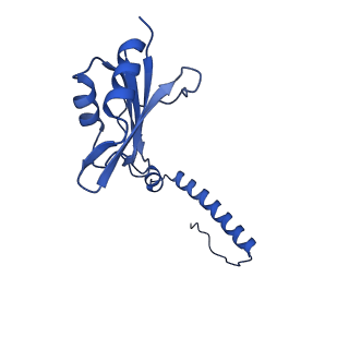 29259_8fkw_SH_v1-2
Human nucleolar pre-60S ribosomal subunit (State D2)