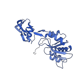 29259_8fkw_SQ_v1-2
Human nucleolar pre-60S ribosomal subunit (State D2)