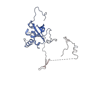 29260_8fkx_SC_v1-1
Human nucleolar pre-60S ribosomal subunit (State E)