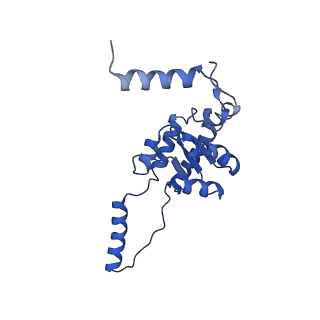 29260_8fkx_SE_v1-1
Human nucleolar pre-60S ribosomal subunit (State E)