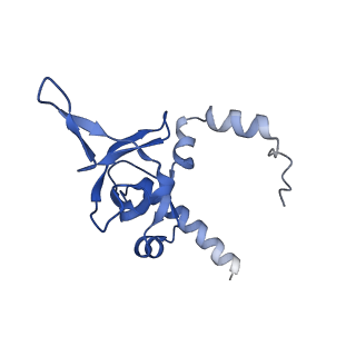 29261_8fky_LI_v1-1
Human nucleolar pre-60S ribosomal subunit (State F)