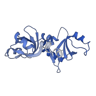 29261_8fky_NH_v1-1
Human nucleolar pre-60S ribosomal subunit (State F)