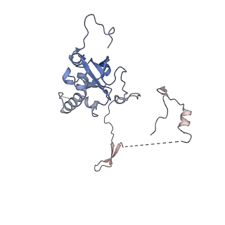 29261_8fky_SC_v1-1
Human nucleolar pre-60S ribosomal subunit (State F)