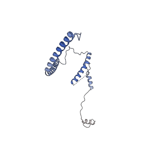 29261_8fky_SN_v1-1
Human nucleolar pre-60S ribosomal subunit (State F)