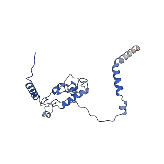 29262_8fkz_L6_v1-1
Human nucleolar pre-60S ribosomal subunit (State G)